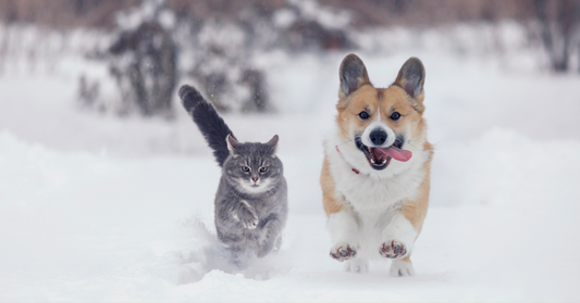 Winter safety tips: keeping your furiends warm and happy
