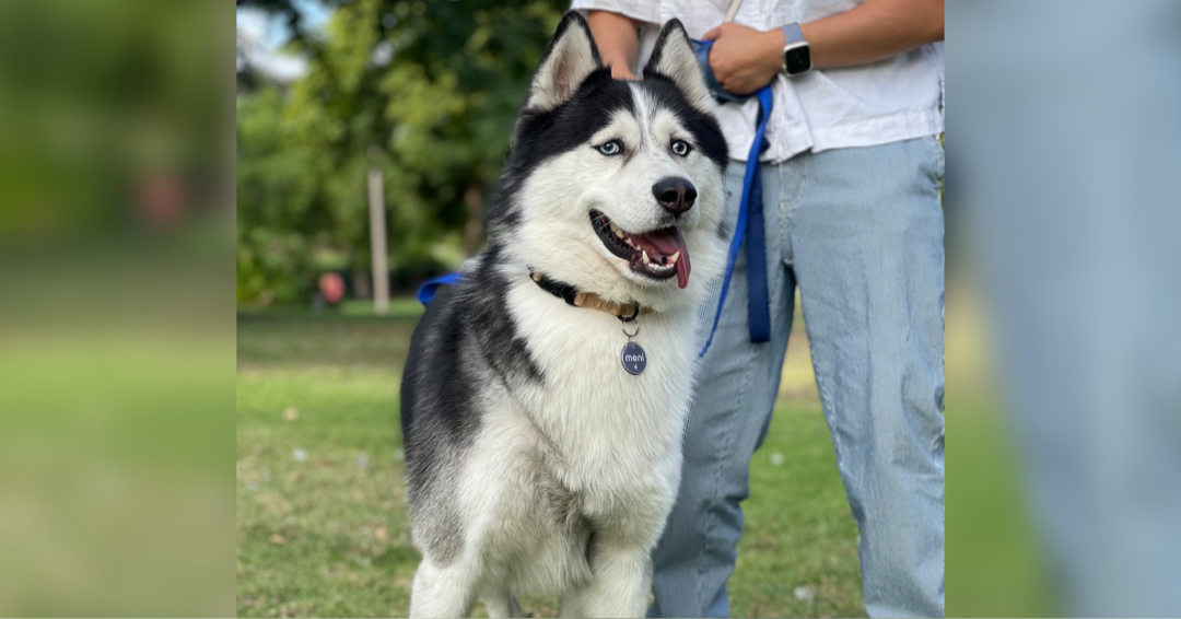 The ultimate dog owner’s guide: must-know and have for new and existing pet parents