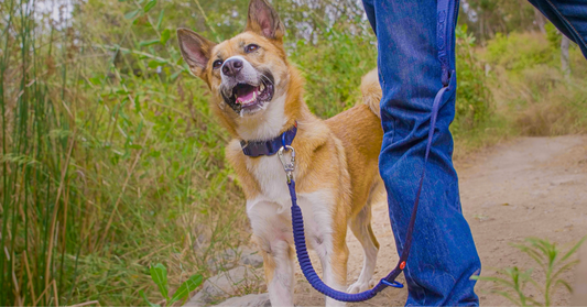 How to train your pet to use a leash