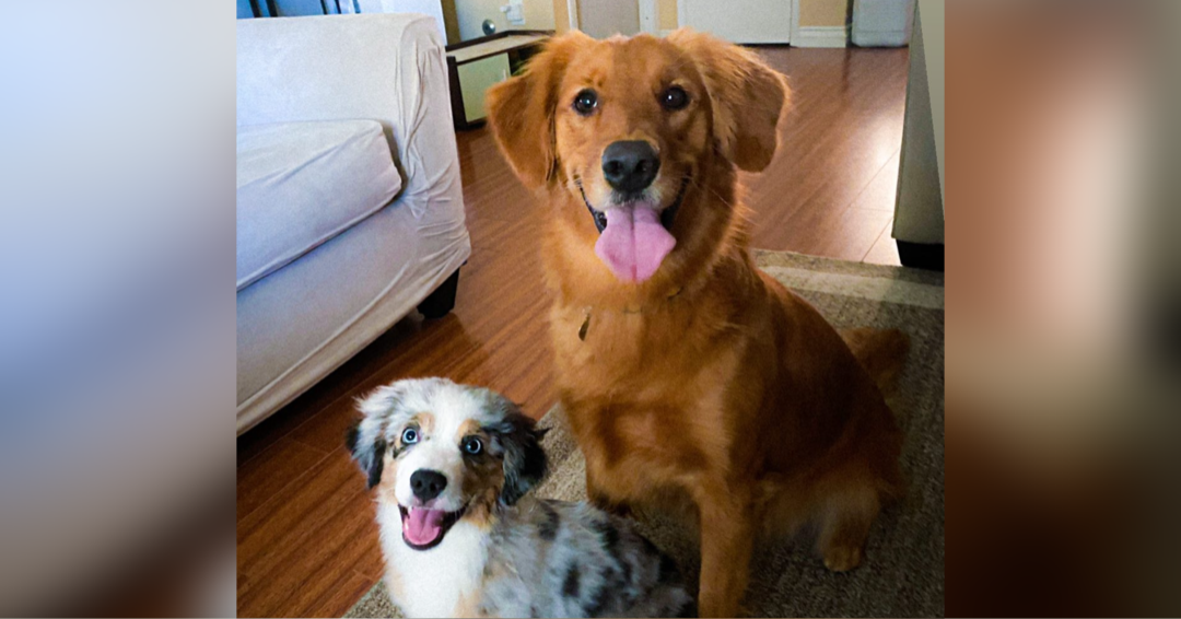 New pet owner 101: What you need to know