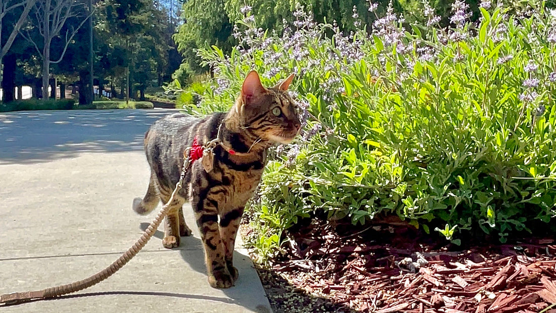 Plants that are toxic to cats
