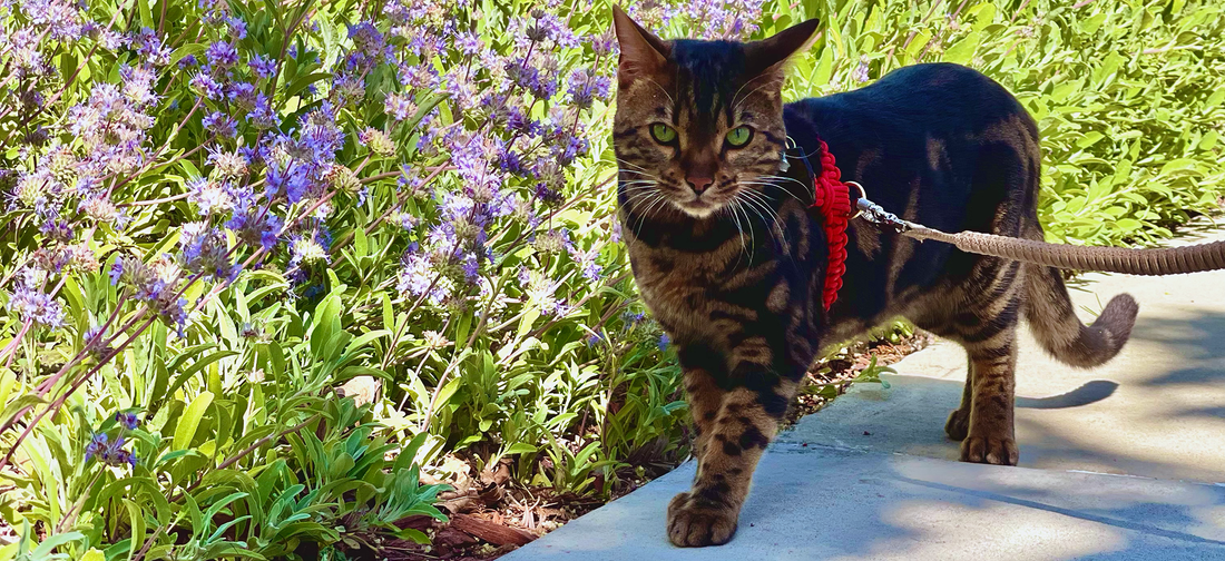 Springtime pet safety tips