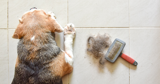Fur changing season tips for cats and dogs