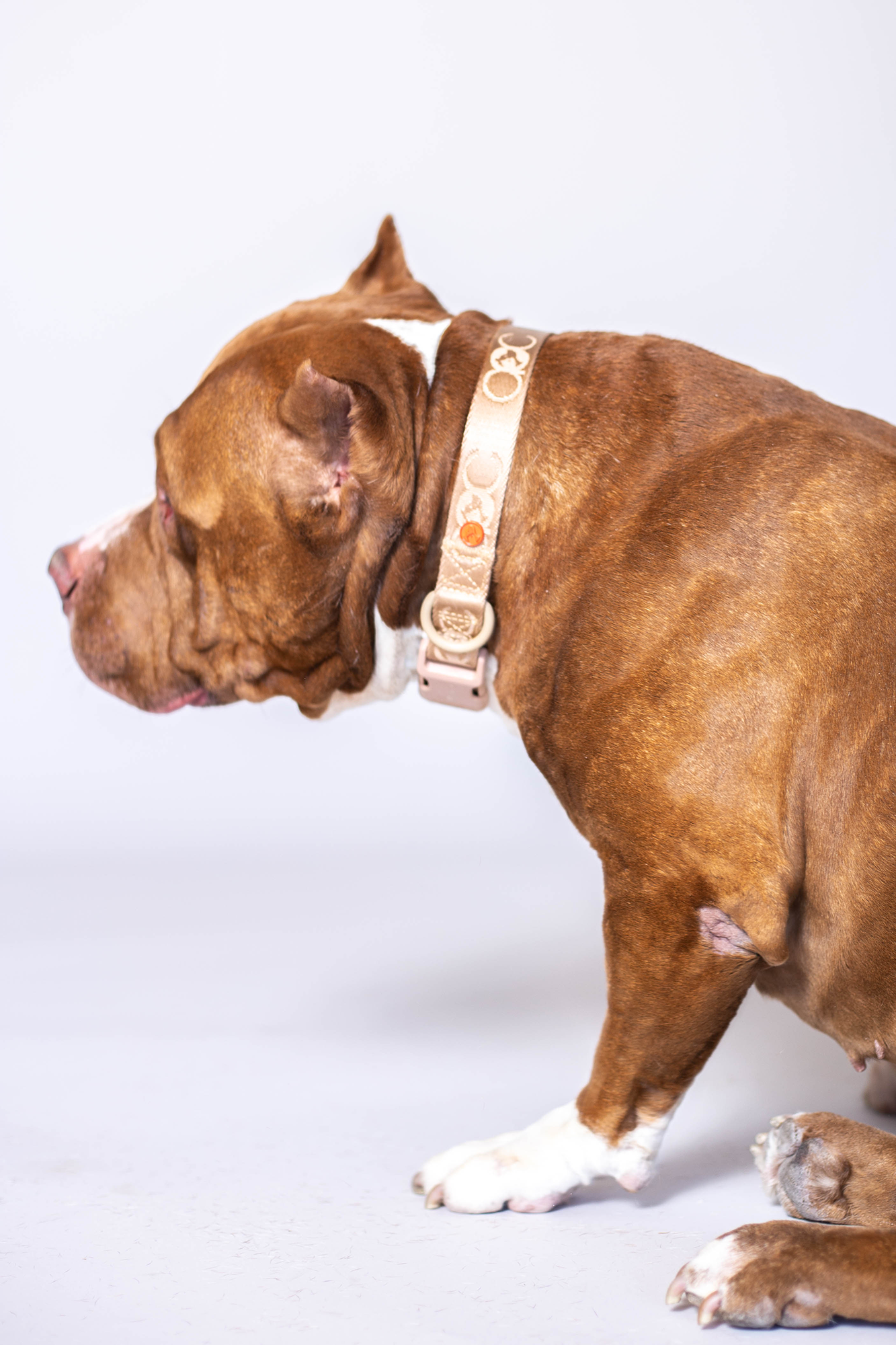 Latte Collar