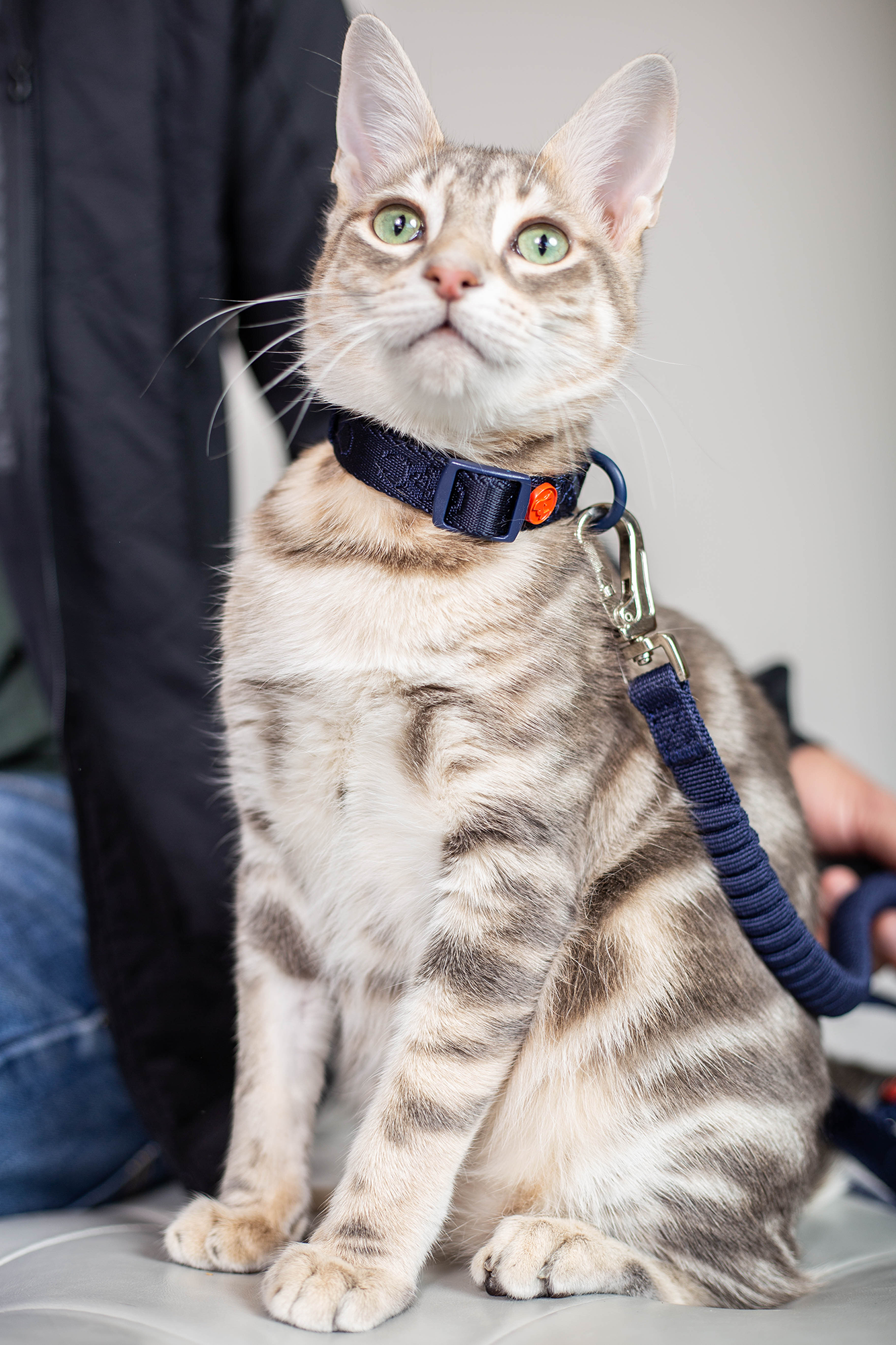 Midnight Collar
