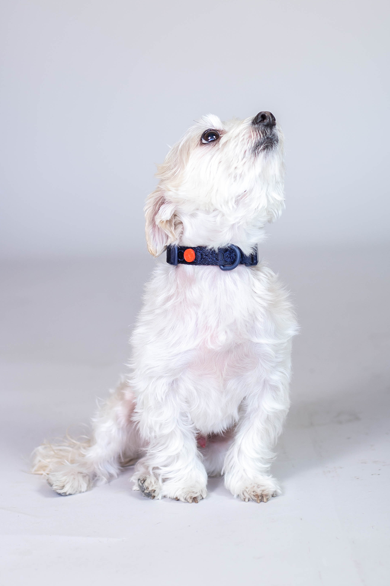 Midnight Collar