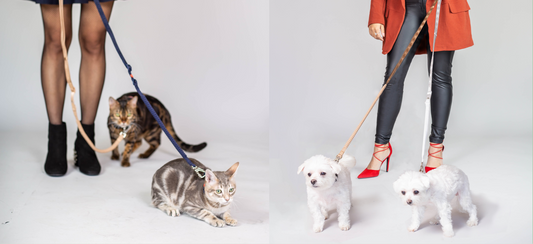 Walking multiple pets made easy