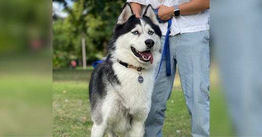 The ultimate dog owner’s guide: must-know and have for new and existing pet parents