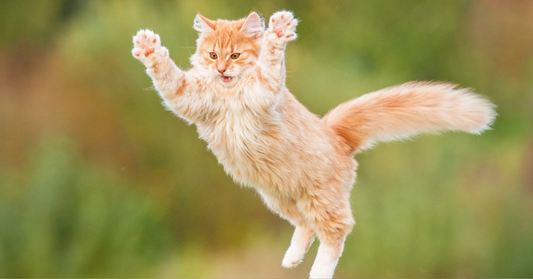 The ultimate cat owner’s guide: must-know and haves for new and existing pet parents