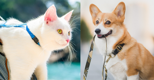 Walking your furry friends: leash adventures with dogs and cats