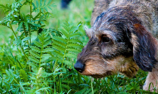 Beware of toxic plants: how to protect your dog’s environment