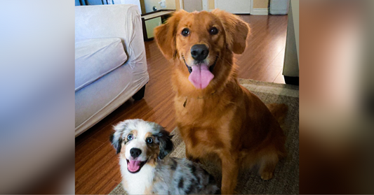 New pet owner 101: What you need to know
