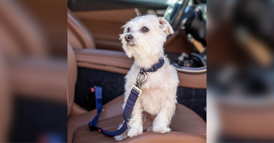 Keep your pet safe with a seat belt