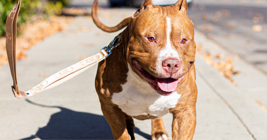 How to safely run with your pet