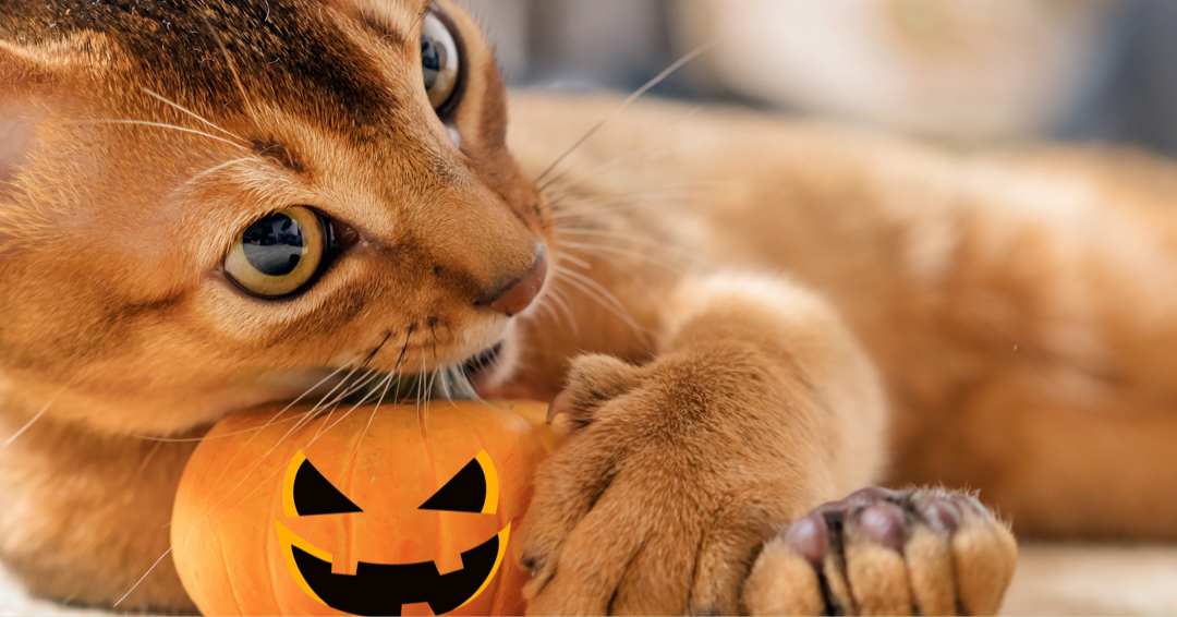 Paws & Pumpkin: How to enjoy pumpkin season with your pet