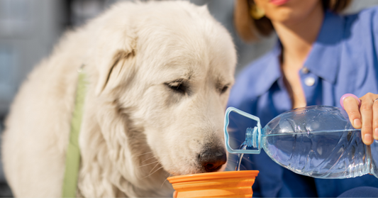 Summer safety tips for pets