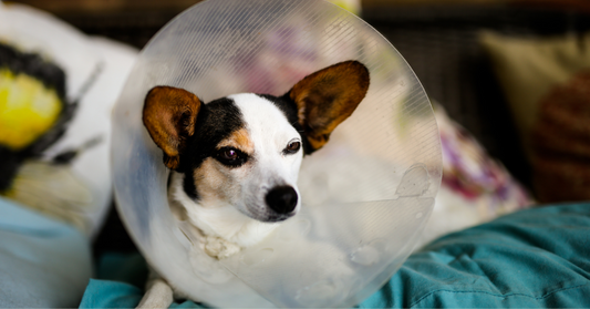 Should you neuter/spay your pet?