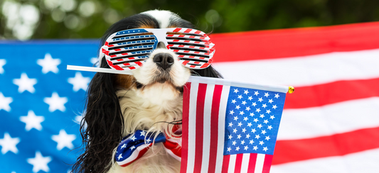Memorial Day pet safety