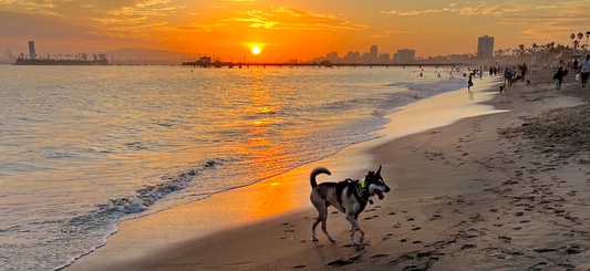 Indy, a husky mix, strolling on a beach in Orange County, CA