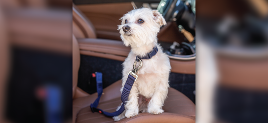 How to plan a road trip with your pet