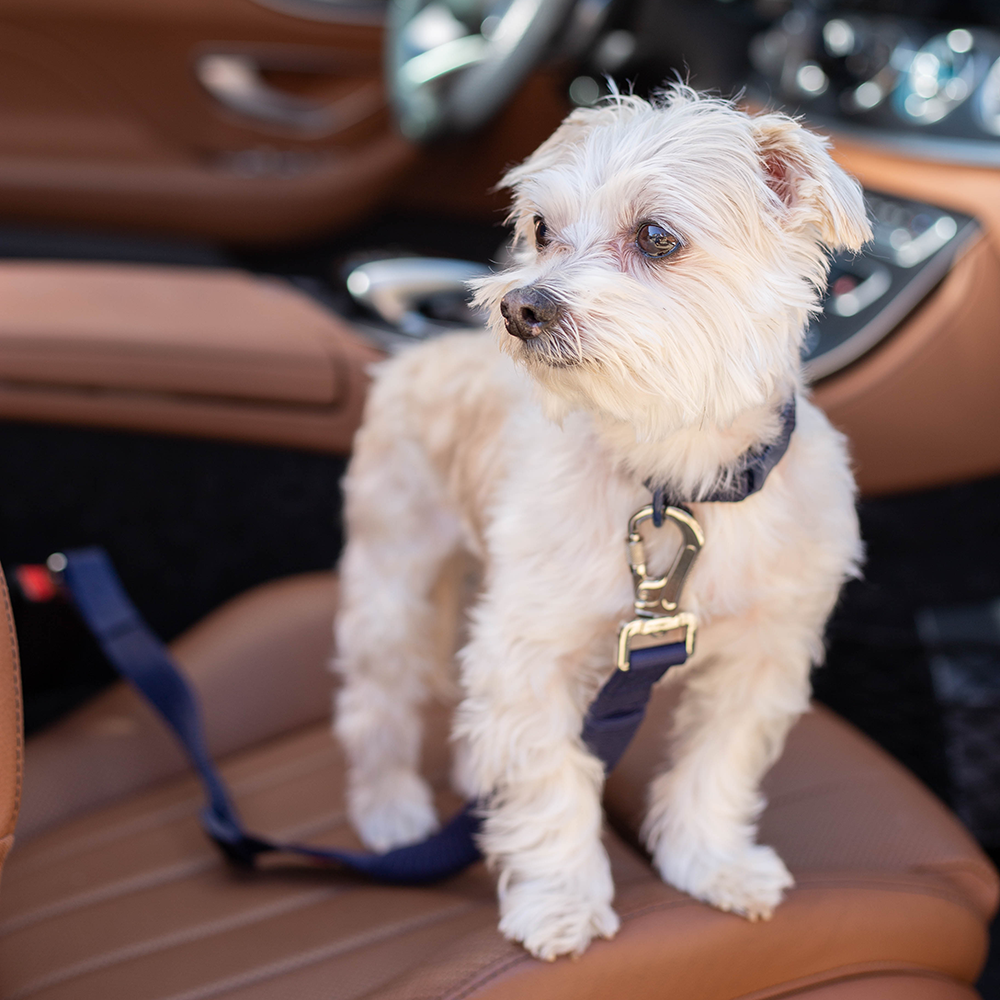 Seat Belt Leash